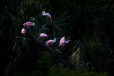 Ajaia-ajaja;Flock;Florida;Roseate-Spoonbill;avifauna;bird;birds;color-image;colo